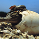 Illustration for article titled Sunday Crocodilian - Crocodylus acutus Edition